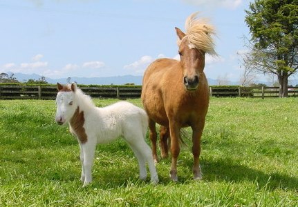 Miniature Horse Farm; Business or Hobby?